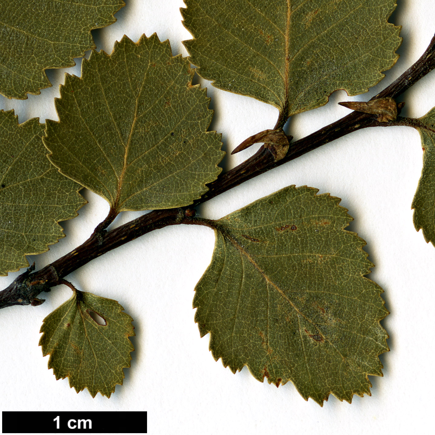 High resolution image: Family: Nothofagaceae - Genus: Nothofagus - Taxon: menziesii × N.obliqua